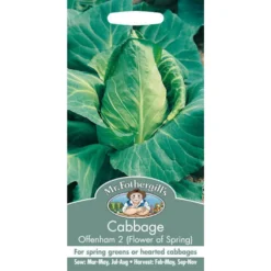 Mr. Fothergill's Cabbage Offenham 2 Flower Of Spring (Brassica Oleracea Capitata) Seeds