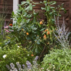 Sensory Border Collection - 5m X 60cm 12 Sensory Border Collection - 5m X 60cm -Garantia Store 12806841 1565034598354578