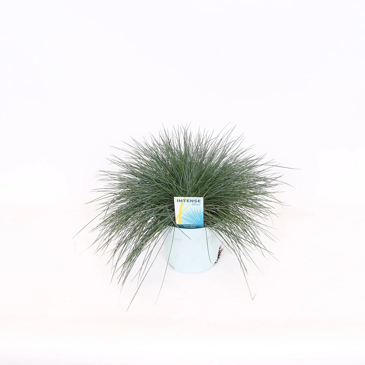 Grass Festuca Intense Blue (Blue Fescue) 17cm 1 Grass Festuca Intense Blue (Blue Fescue) 17cm