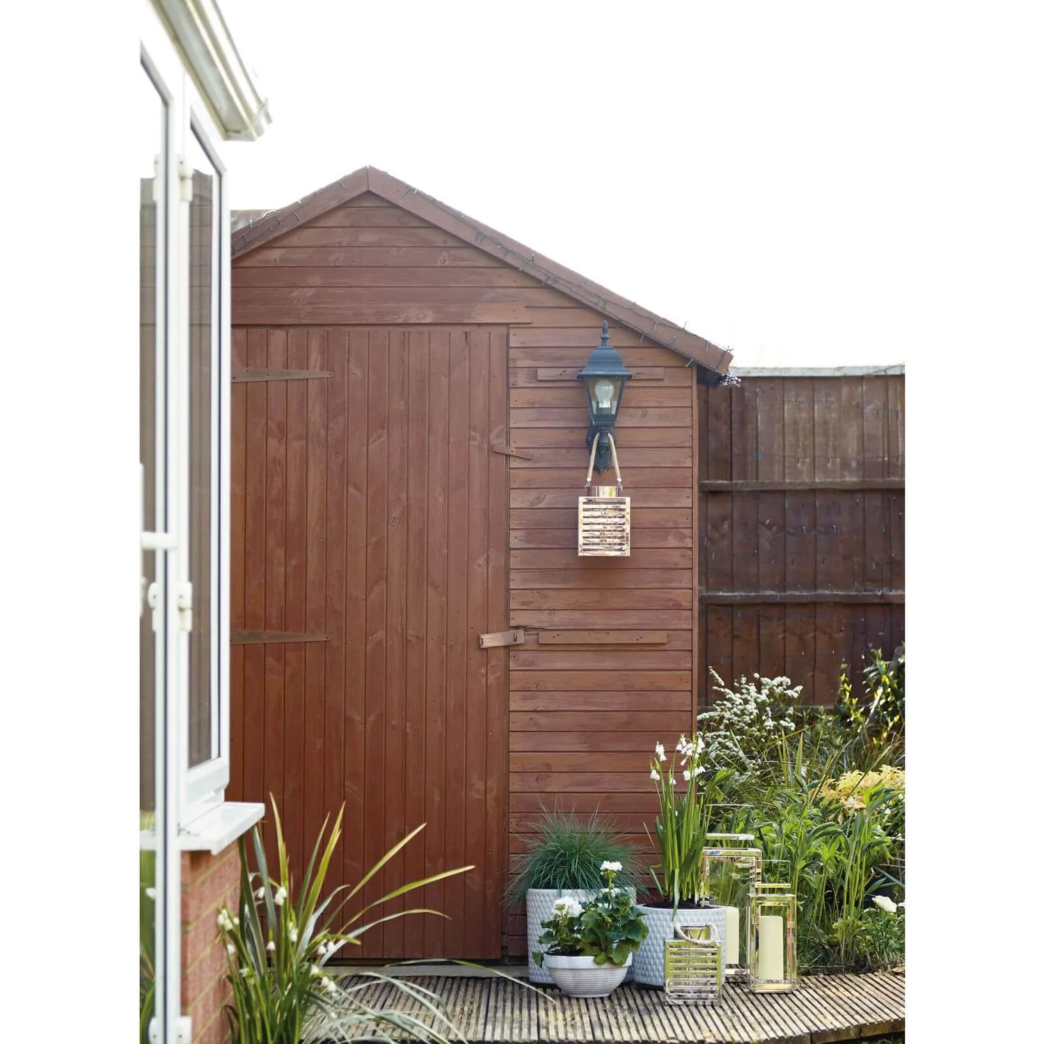 Grass Festuca Intense Blue (Blue Fescue) 17cm 3 Grass Festuca Intense Blue (Blue Fescue) 17cm - Image 3