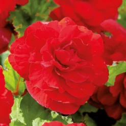 None Begonia - Red - Summer Bloom Bulbs -Garantia Store 12807873 1945020399436433