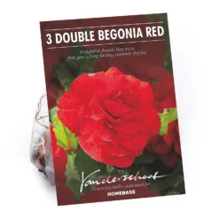 None Begonia - Red - Summer Bloom Bulbs