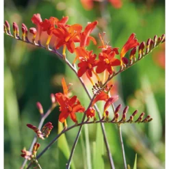 None Crocosomia Lucifer - Summer Bloom Bulbs -Garantia Store 12807881 1795020399432965