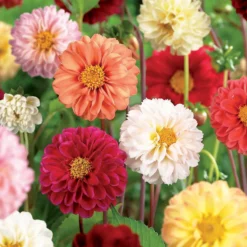 None Mixed Unwin Dahlia's - Summer Bloom Bulbs -Garantia Store 12810511 1995020399133436