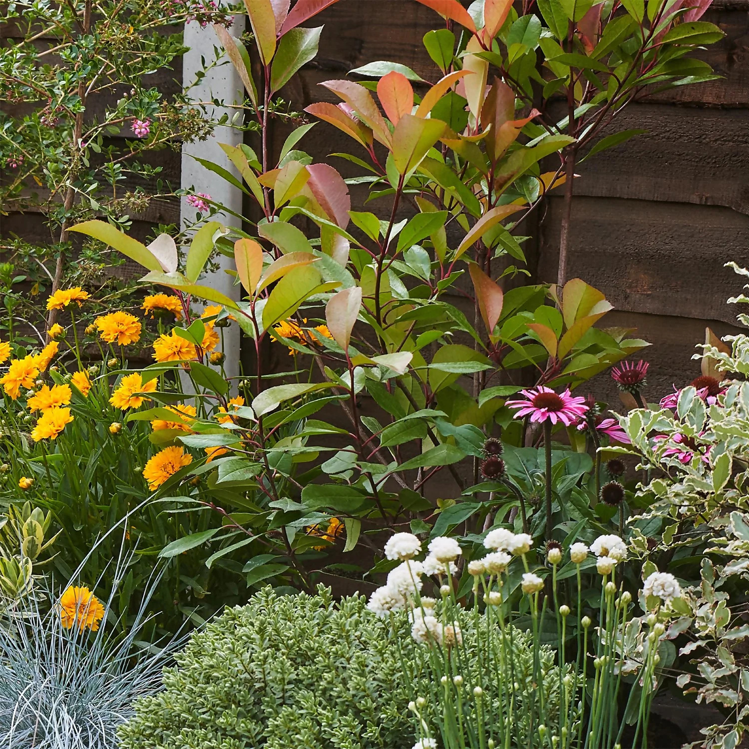 Sunny Border Collection - 6m X 90cm 6 Sunny Border Collection - 6m X 90cm - Image 6