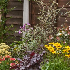 Bee And Butterfly Border Collection - 10m X 60cm 12 Bee And Butterfly Border Collection - 10m X 60cm -Garantia Store 12811644 1755027567097312