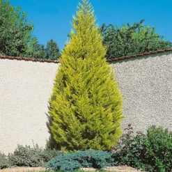 Cupressus Macr. Goldcrest Wilma Pyramid (Cupressus Macrocarpa 'Goldcrest') 17cm