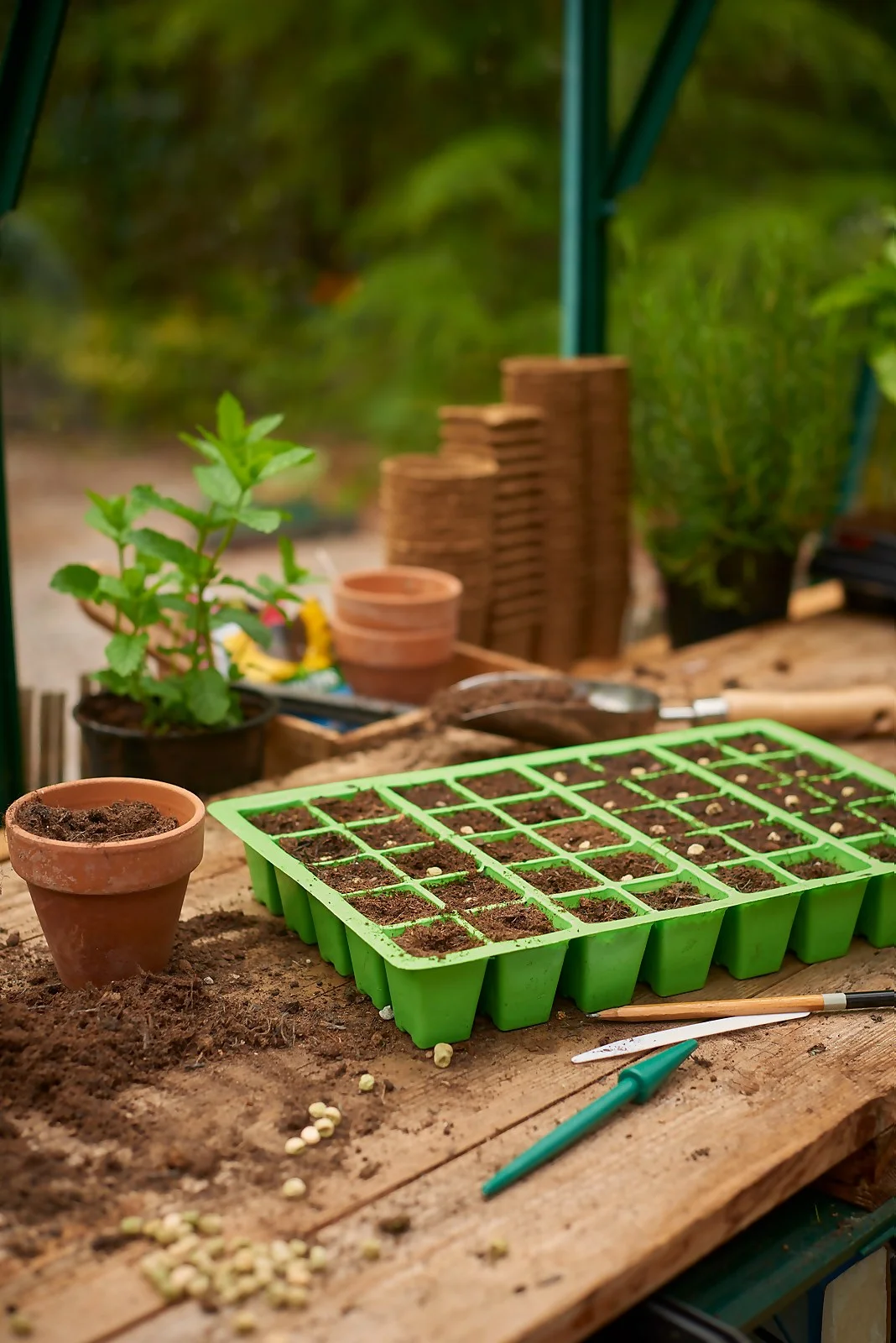 Plantpak 40 Cell Seed Tray Insert (Pack Of 4) 2 Plantpak 40 Cell Seed Tray Insert (Pack Of 4) - Image 2