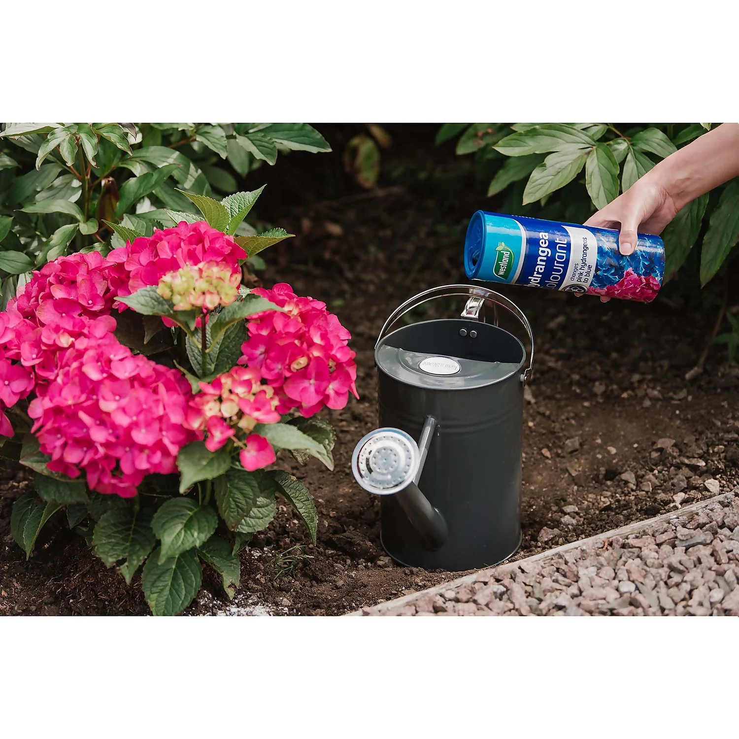 Westland Hydrangea Colourant - 500g 5 Westland Hydrangea Colourant - 500g - Image 5