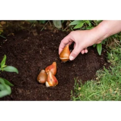Westland Bulb Planting Compost - 20L -Garantia Store 12819355 9244869971373729