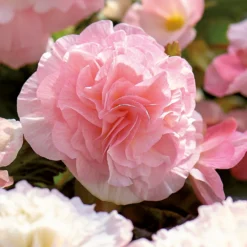 None Begonia - Wummi Apfelblute - Summer Bloom Bulbs -Garantia Store 12821837 1825020399792938