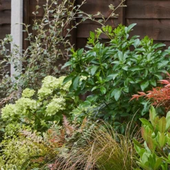 Evergreen Border 6m X 40cm -Garantia Store 12823311 1015027649623934