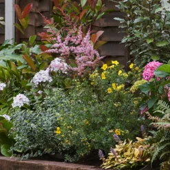 Shady Border 10m X 40cm -Garantia Store 12823478 2785034638116290