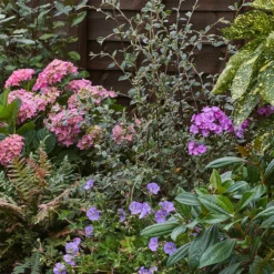 Shady Border 10m X 40cm -Garantia Store 12823478 3675034638175339