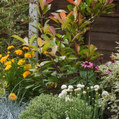 Sunny Border 8m X 40cm -Garantia Store 12823626 1445034640742037