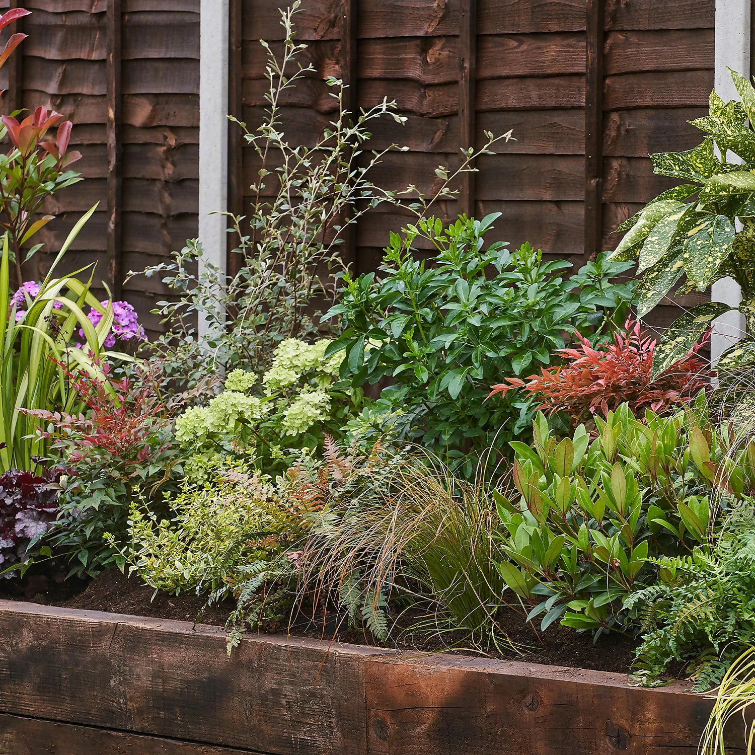 Evergreen Border 3m X 120cm 1 Evergreen Border 3m X 120cm