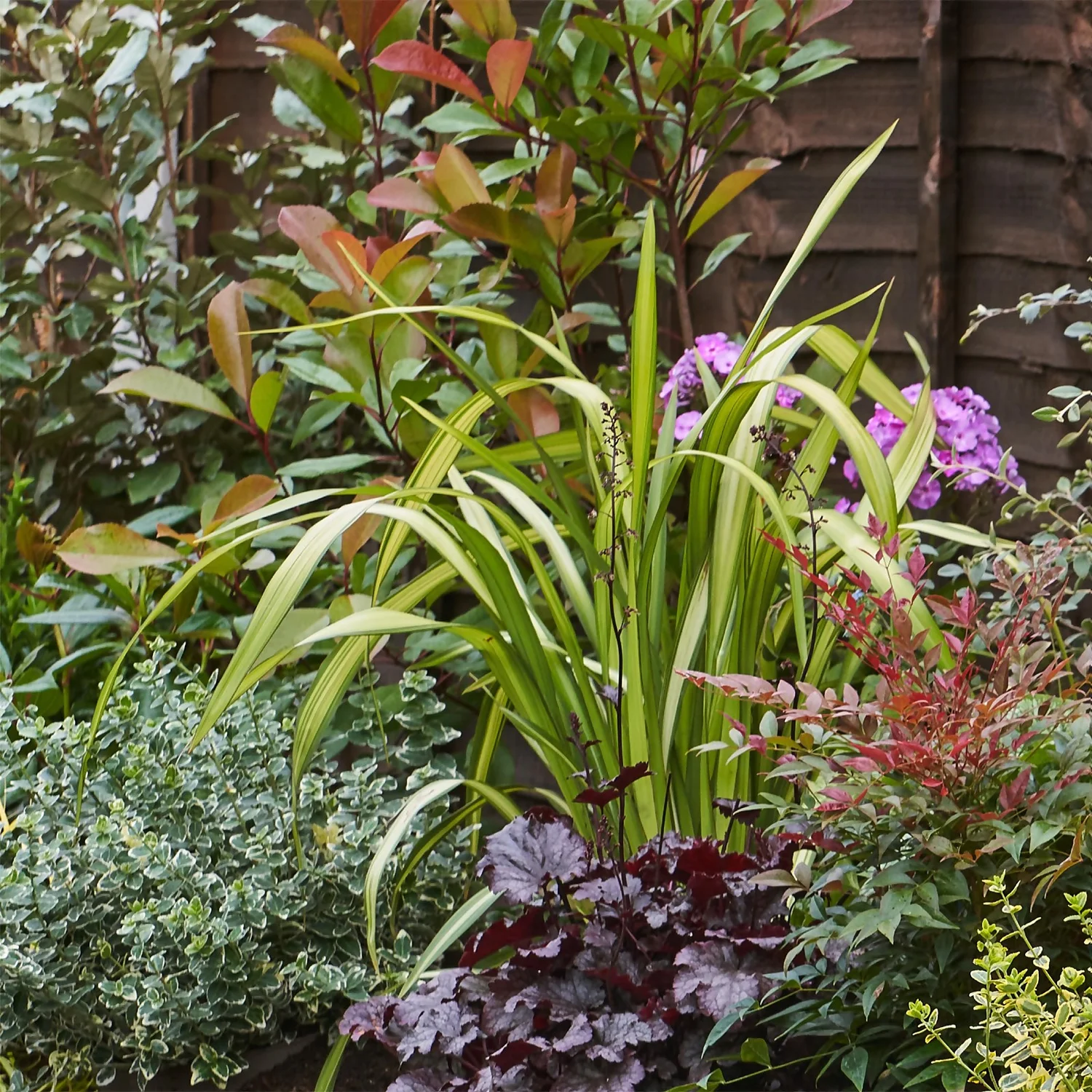 Evergreen Border 3m X 120cm 4 Evergreen Border 3m X 120cm - Image 4