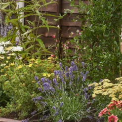 Bee And Butterfly Border 7m X 120cm 11 Bee And Butterfly Border 7m X 120cm -Garantia Store 12827610 9085027567675298