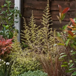 Garden On A Roll Eco Border - 7m X 60cm -Garantia Store 12837837 2085027574511761