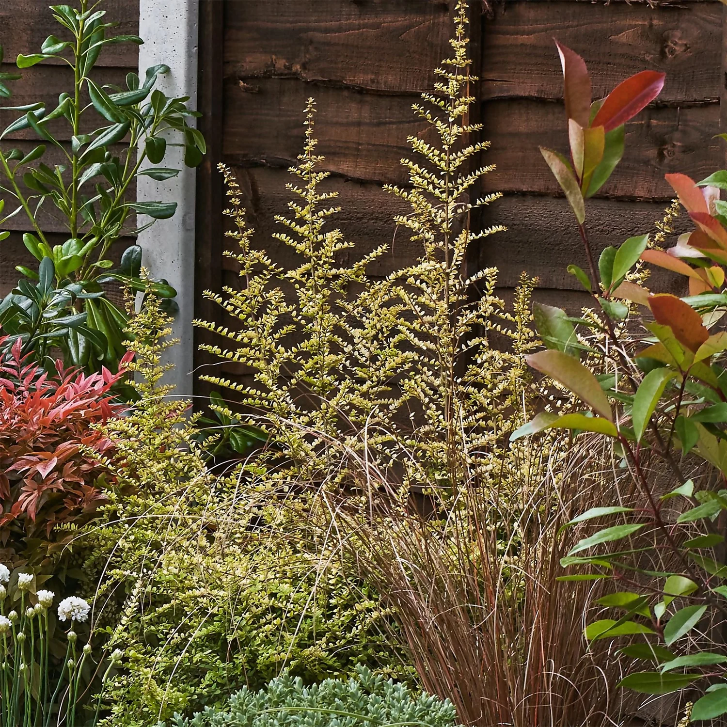 Garden On A Roll Eco Border - 6m X 120cm 6 Garden On A Roll Eco Border - 6m X 120cm - Image 6