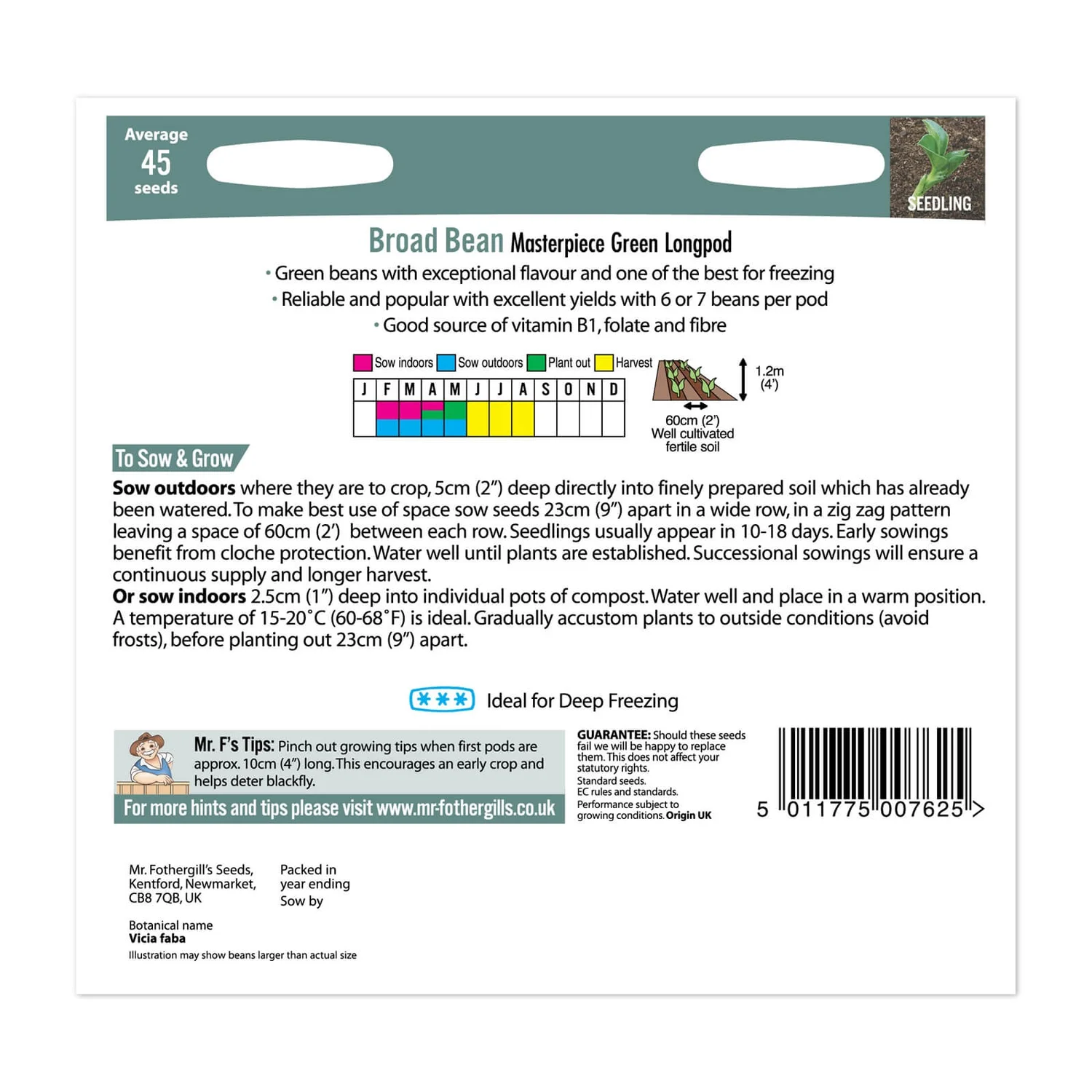 Mr. Fothergill's Broad Bean Masterpiece Green Longpod Seeds 2 Mr. Fothergill's Broad Bean Masterpiece Green Longpod Seeds - Image 2