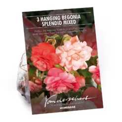 None Hanging Begonia Splendid Mixed Flower Bulbs