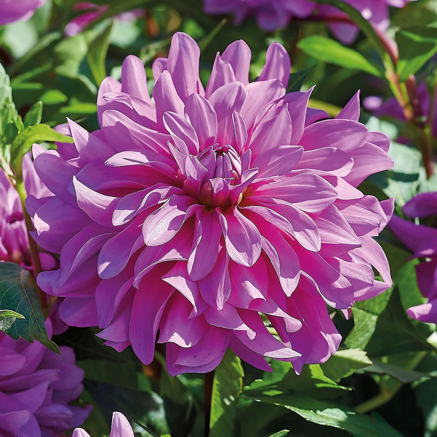 None Decorative Dahlia Bluetifull Flower Bulbs 3 None Decorative Dahlia Bluetifull Flower Bulbs - Image 3
