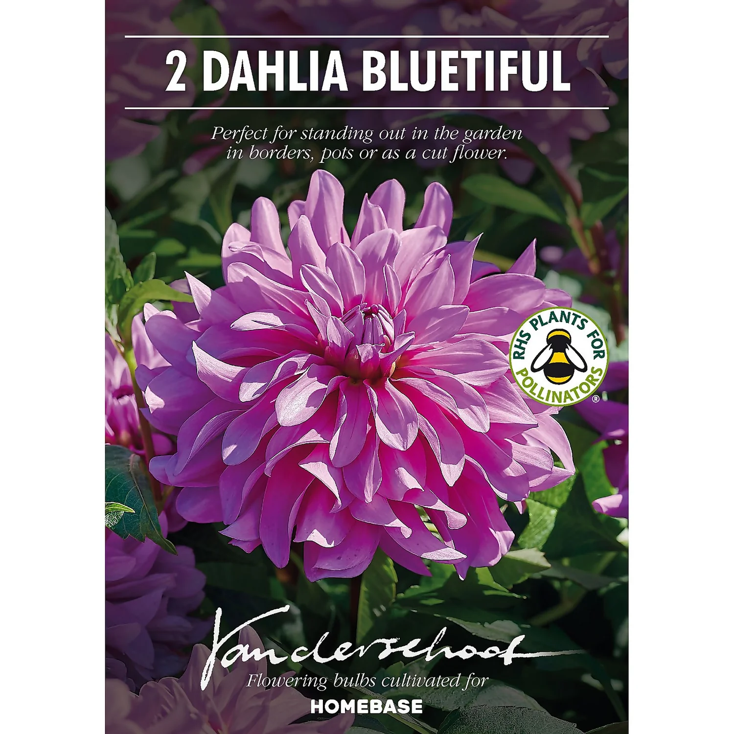 None Decorative Dahlia Bluetifull Flower Bulbs 2 None Decorative Dahlia Bluetifull Flower Bulbs - Image 2