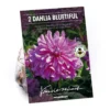 None Decorative Dahlia Bluetifull Flower Bulbs
