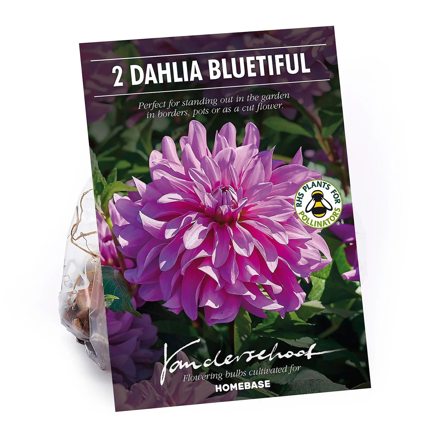 None Decorative Dahlia Bluetifull Flower Bulbs 1 None Decorative Dahlia Bluetifull Flower Bulbs