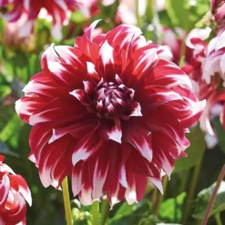 None Dinnerplate Dahlia Xfactor Flower Bulbs -Garantia Store 12882835 4985020400635617
