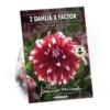 None Dinnerplate Dahlia Xfactor Flower Bulbs
