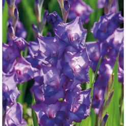 None Large Flowering Gladioli Purple Flora 5 None Large Flowering Gladioli Purple Flora -Garantia Store 12882843 1475020402856847