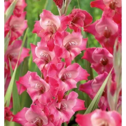 None Large Flowering Gladioli Fado Flower Bulbs 5 None Large Flowering Gladioli Fado Flower Bulbs -Garantia Store 12882845 1415020402654074