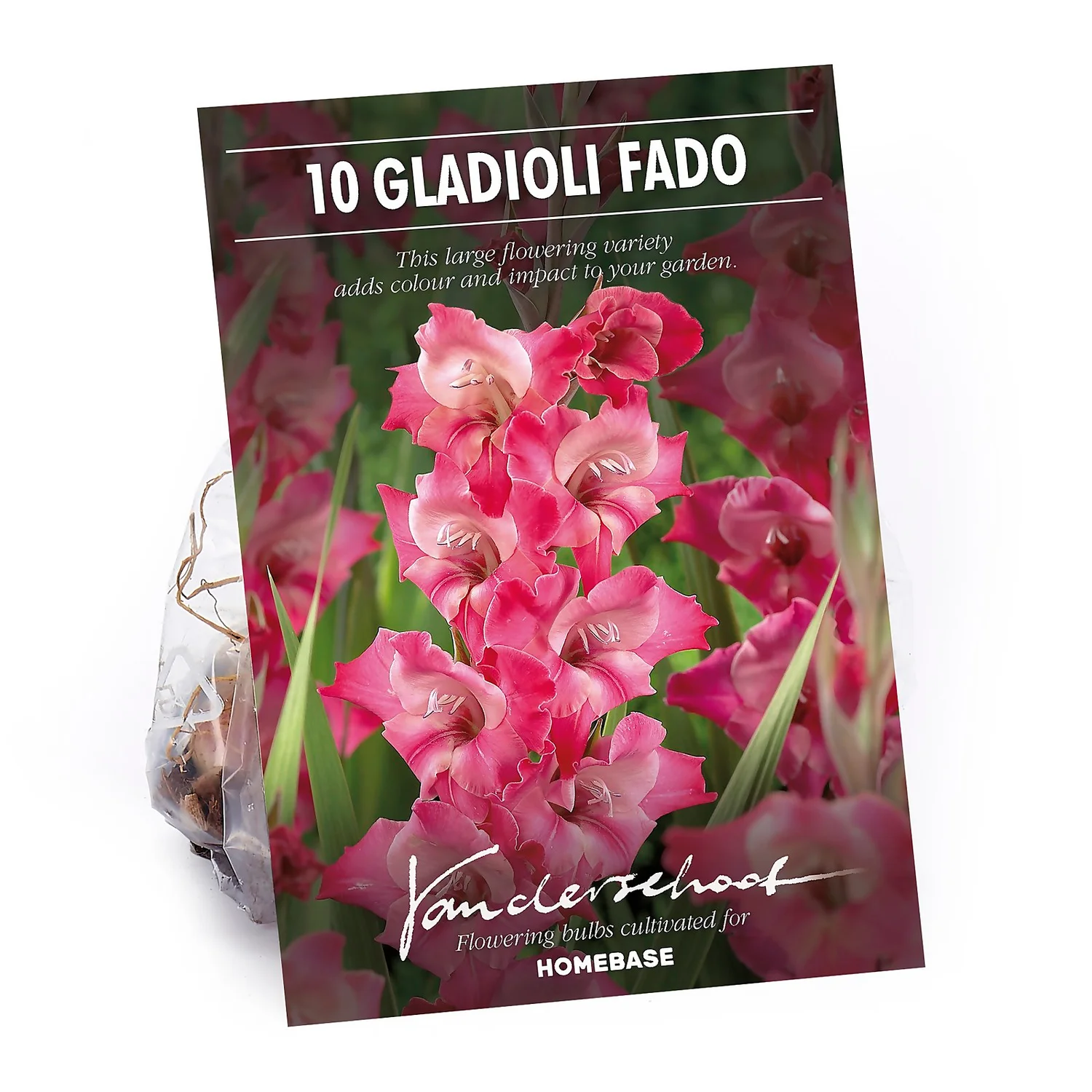 None Large Flowering Gladioli Fado Flower Bulbs 1 None Large Flowering Gladioli Fado Flower Bulbs