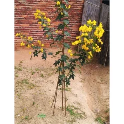 10 Pack Bamboo Canes - 1.5m/5ft -Garantia Store 12885361 1704952637997305