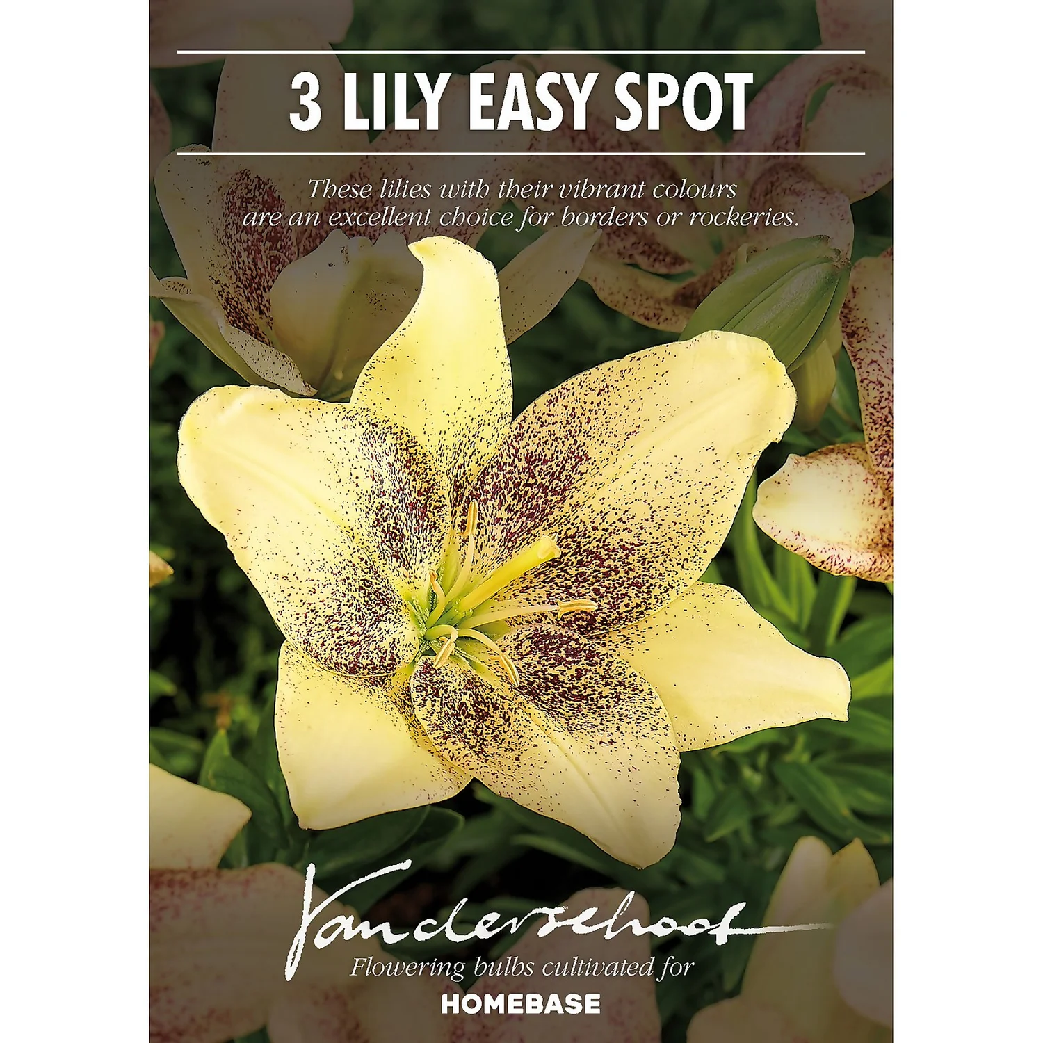 Asiatic Lily Easy Spot 2 Asiatic Lily Easy Spot - Image 2