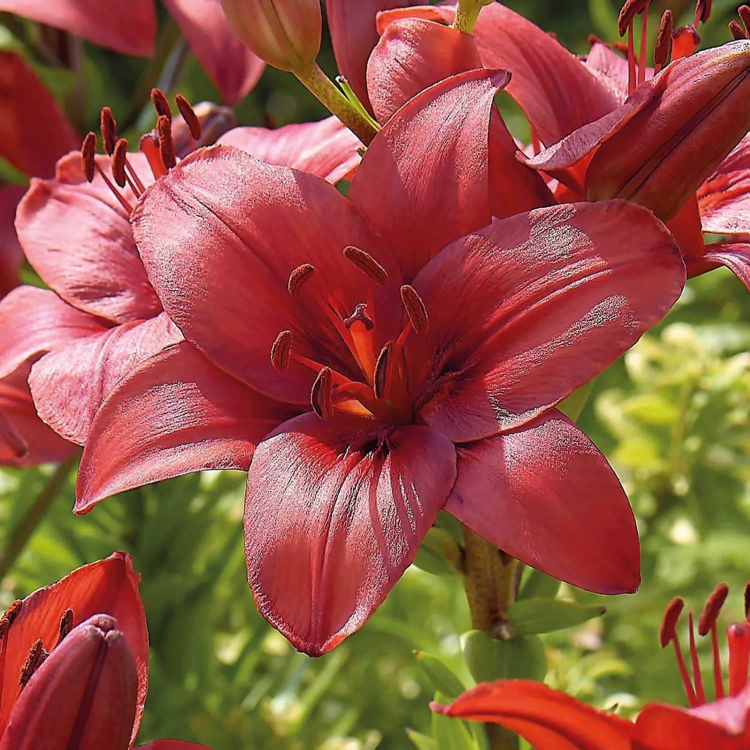 Lily Red Highland 3 Lily Red Highland - Image 3