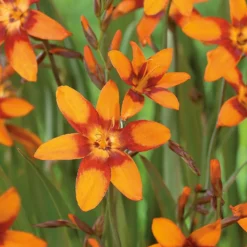 Crocosmia Emily McKenzie 5 Crocosmia Emily McKenzie -Garantia Store 12889209 2135020402005459