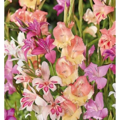 None Gladioli Nanus Mixed -Garantia Store 12889222 1625022410684526