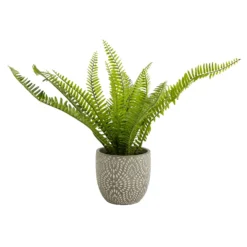 Maidenhair Fern In Ceramic Pot -Garantia Store 12890042 1544868121170856