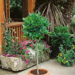 Bay Tree Laurus Nobilis 28cm Three Quarter Standard
