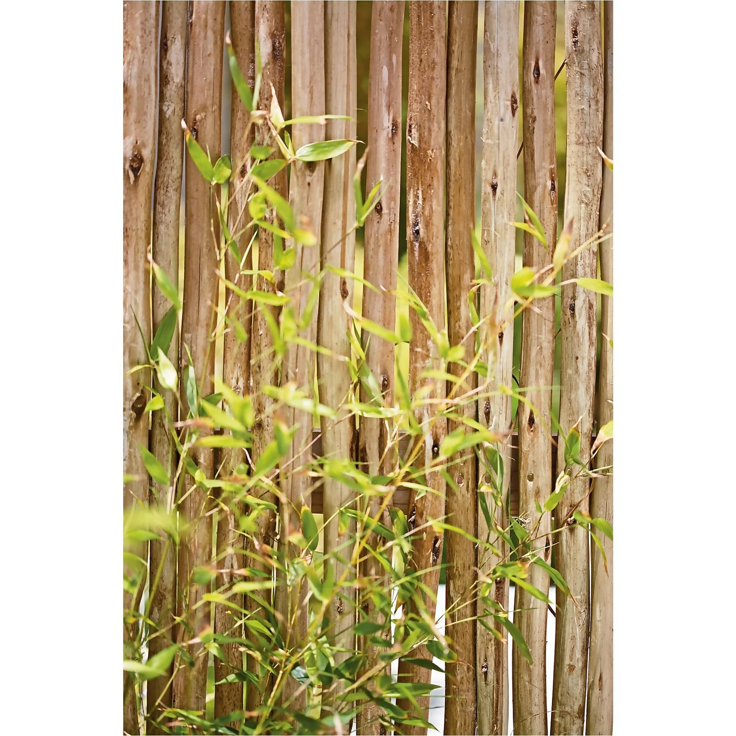 Bamboo Gold Phyllostachys Aureosulcata Aurea 10L 2 Bamboo Gold Phyllostachys Aureosulcata Aurea 10L - Image 2