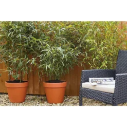 Bamboo Gold Phyllostachys Aureosulcata Aurea 10L 6 Bamboo Gold Phyllostachys Aureosulcata Aurea 10L -Garantia Store 12892481 2114843901554533