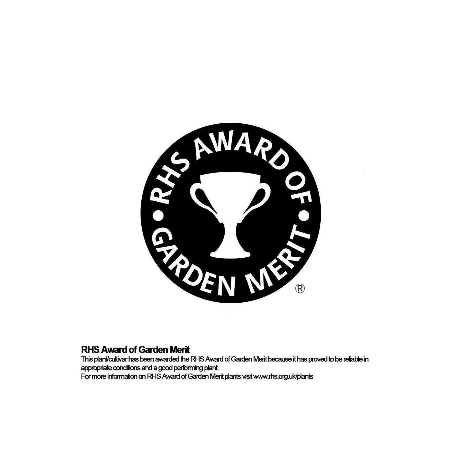 Bamboo Gold Phyllostachys Aureosulcata Aurea 10L 4 Bamboo Gold Phyllostachys Aureosulcata Aurea 10L - Image 4