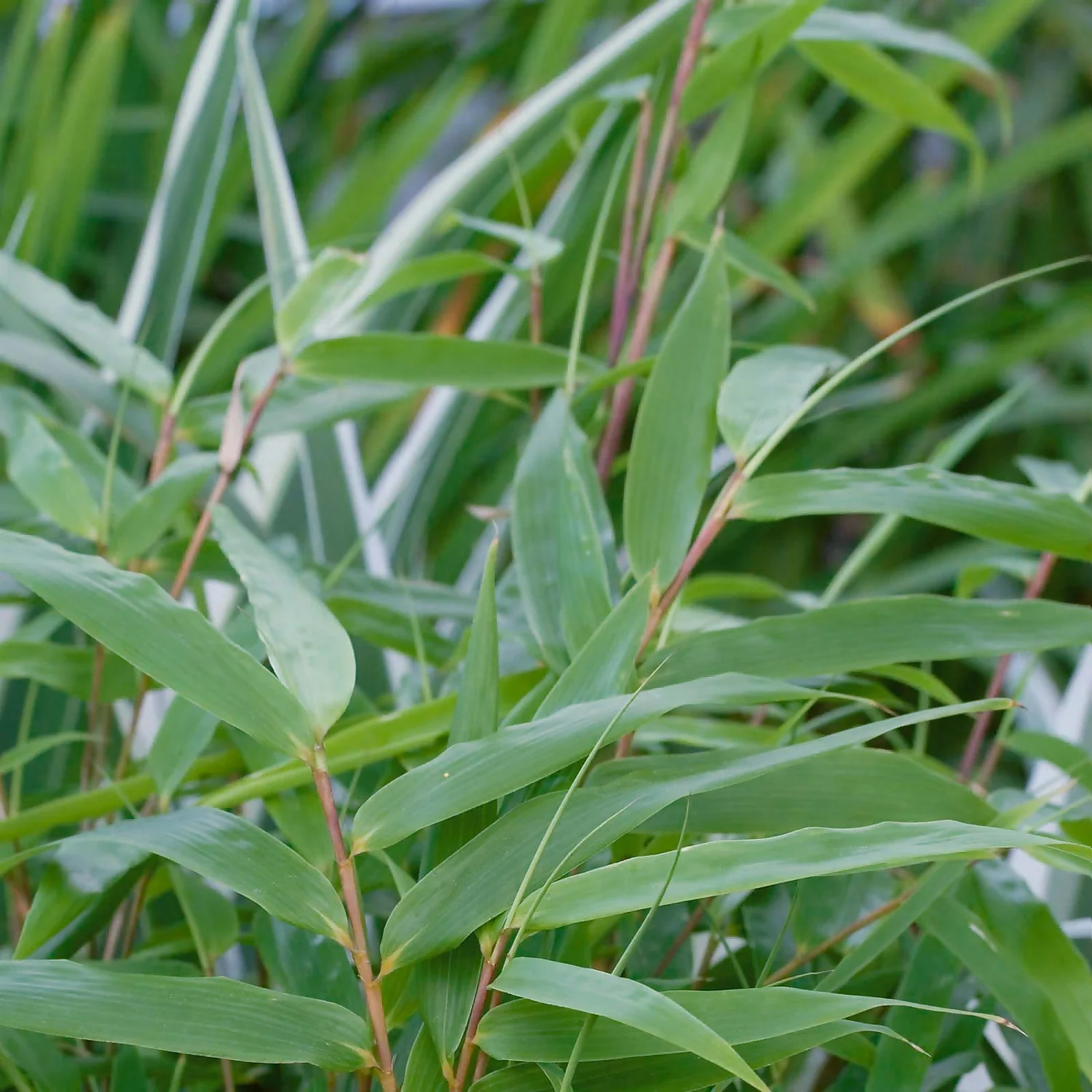 Bamboo Fargesia Rufa 23cm 2 Bamboo Fargesia Rufa 23cm - Image 2