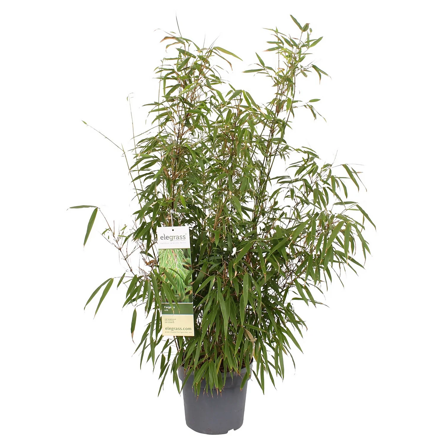 Bamboo Fargesia Rufa 23cm 1 Bamboo Fargesia Rufa 23cm