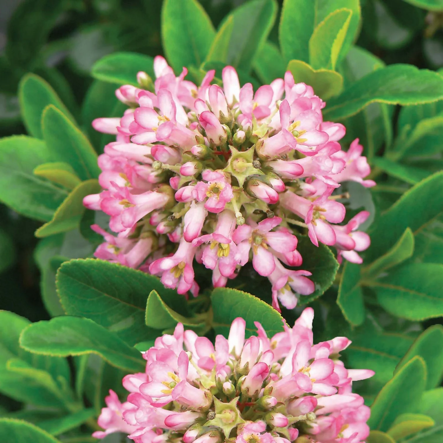 None Escallonia Pink Elle 19cm 1 None Escallonia Pink Elle 19cm