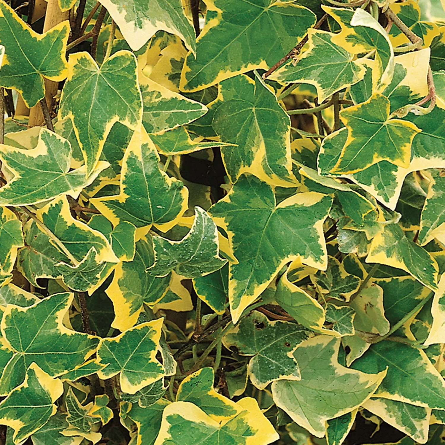 Hedera Helix Mix Ivy 13cm 1 Hedera Helix Mix Ivy 13cm