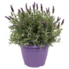 Lavandula Stoechas In Purple Bowl